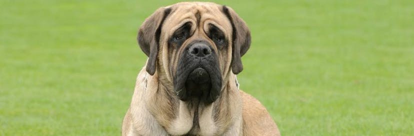 Largest Dog Breeds: All You Need to Know guide cover image