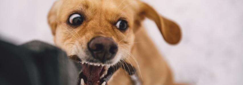 9 Training Tips on How to Stop Puppy Biting guide cover image