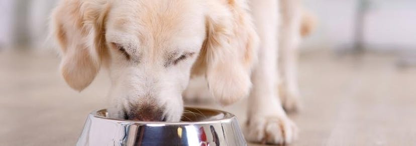 Can Dogs Eat Raisins? Foods to Avoid guide cover image