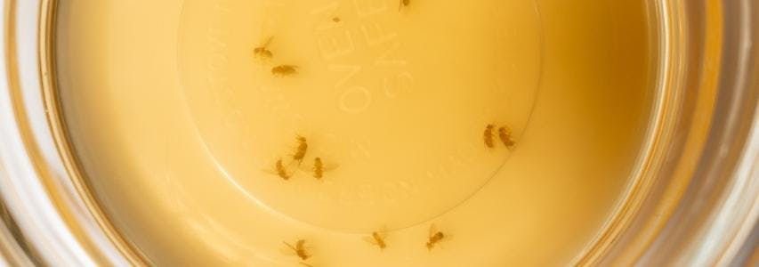 How to Get Rid of Fruit Flies guide cover image