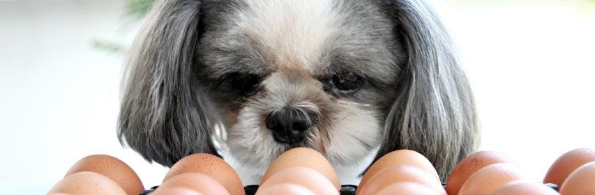 Can Dogs Eat Eggs Safely? guide cover image