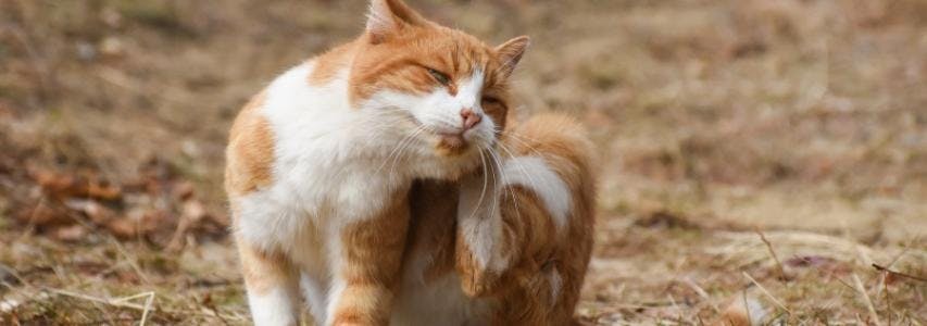 Home Remedies for Fleas on Cats guide cover image