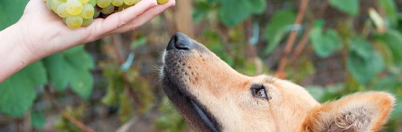 Can Dogs Eat Grapes? guide cover image