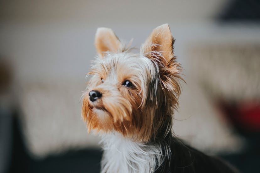 8 Small Hypoallergenic Dogs that Don't Shed guide cover image