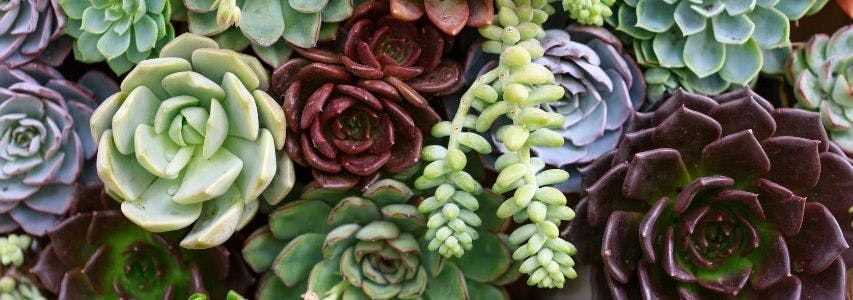 How to Take Care of Succulents? guide cover image