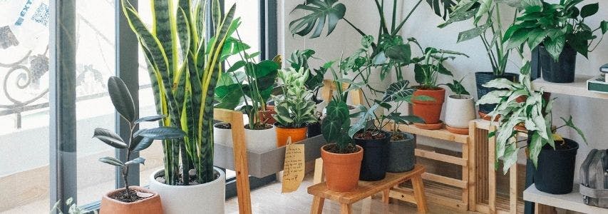 What Are Good Indoor Plants? guide cover image