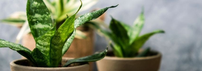What Are the Best Indoor Plants For Cleaning the Air? guide cover image