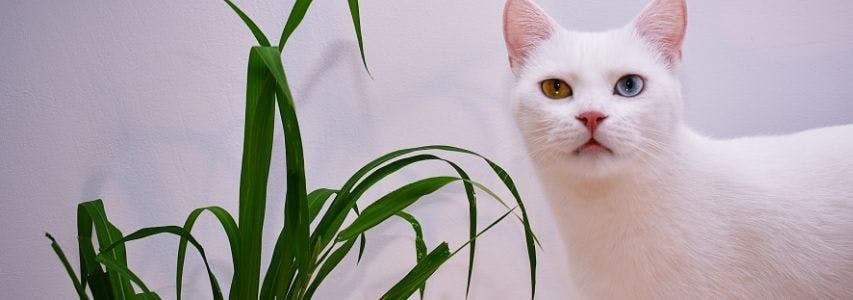 How To Keep Cats Out of Indoor Plants? guide cover image