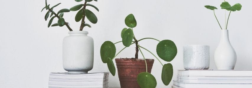 How To Water Indoor Plants While on Vacation guide cover image
