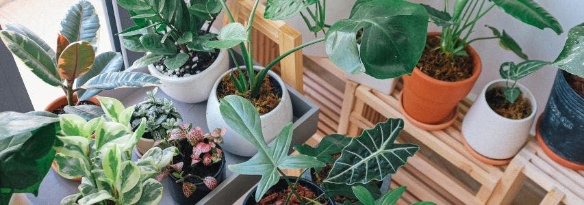 How To Get Rid of Bugs on Indoor Plants guide cover image