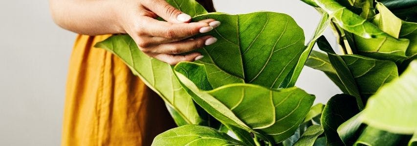 How to Make Indoor Plant Leaves Shiny guide cover image